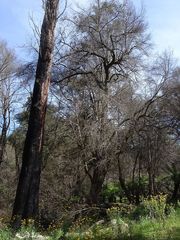 Elaeocarpus holopetalus