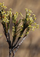 Struthiola ciliata angustifolia
