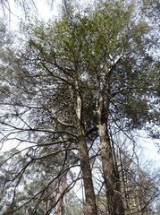 Elaeocarpus holopetalus