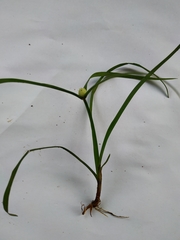 Cyperus mindorensis
