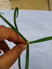 Cyperus mindorensis