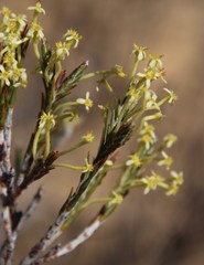 Struthiola ciliata angustifolia