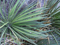 Agave schottii schottii