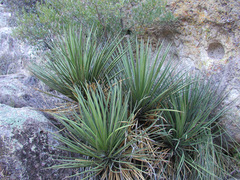 Agave schottii schottii