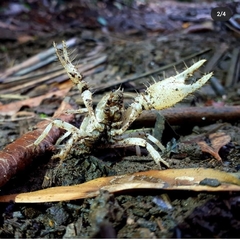 Engaeus hemicirratulus