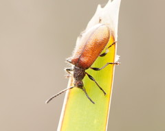 Metriolagria affinis