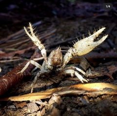 Engaeus hemicirratulus