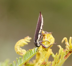Rhinotia phoenicoptera