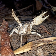 Engaeus hemicirratulus