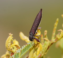 Rhinotia phoenicoptera
