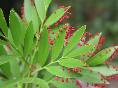 Phyllanthus arbuscula