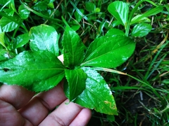 Synedrella nodiflora