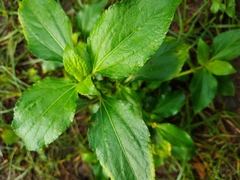 Synedrella nodiflora