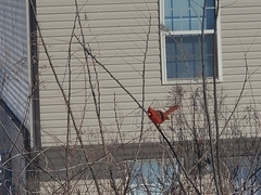 Cardinalis cardinalis