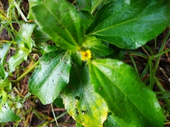 Synedrella nodiflora