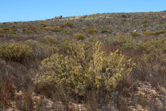 Struthiola ciliata angustifolia