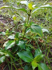Synedrella nodiflora