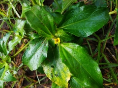 Synedrella nodiflora