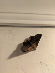 Psimada quadripennis