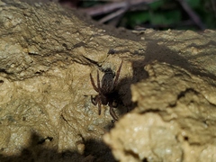 Cybaeus