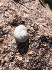 Cahuillus indioensis