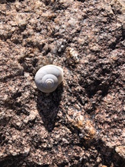 Cahuillus indioensis