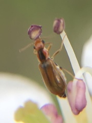 Attalus scincetus