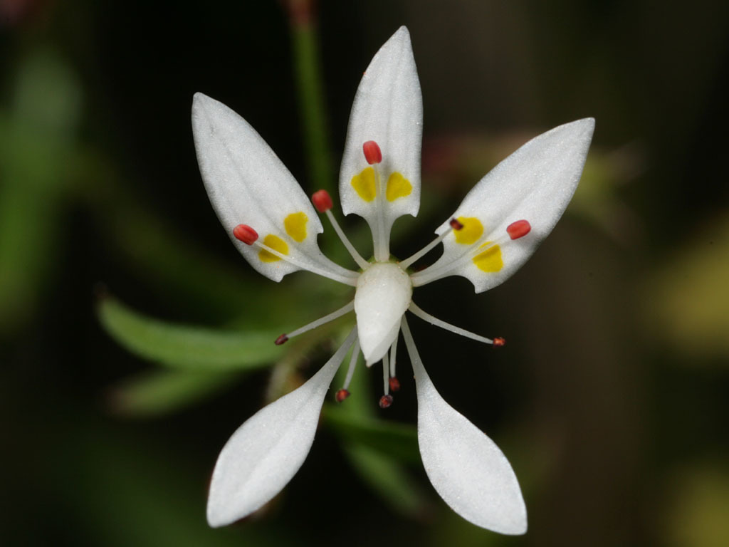 Micranthes petiolaris
