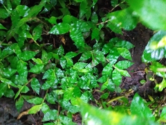 Oplismenus hirtellus