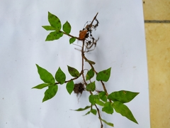 Oplismenus hirtellus