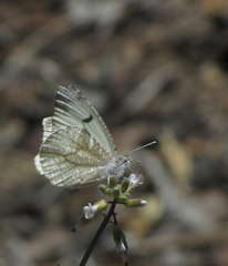 Anthocharis lanceolata