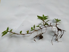 Oplismenus hirtellus