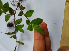 Oplismenus hirtellus