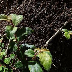 Fieldia australis