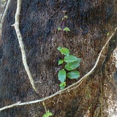 Fieldia australis