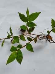 Oplismenus hirtellus