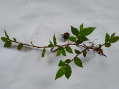 Oplismenus hirtellus