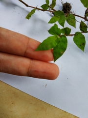 Oplismenus hirtellus