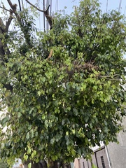 Ficus benjamina