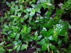 Oplismenus hirtellus