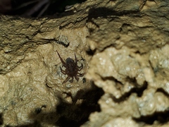 Cybaeus