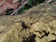 Cybaeus