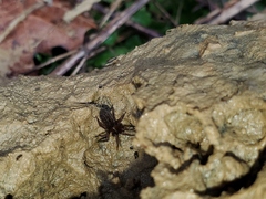 Cybaeus