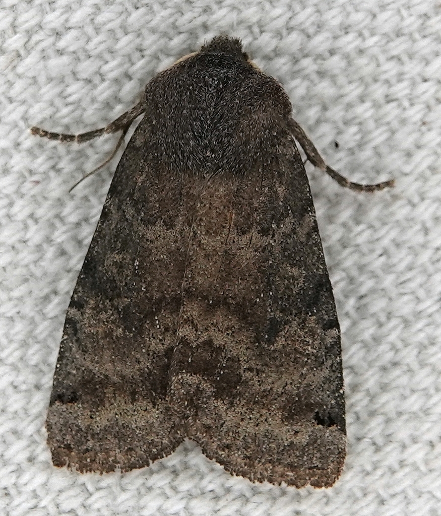 Homoglaea carbonaria