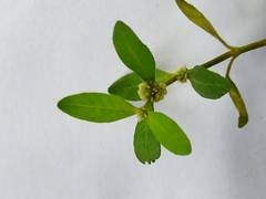 Alternanthera sessilis