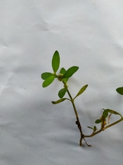 Alternanthera sessilis