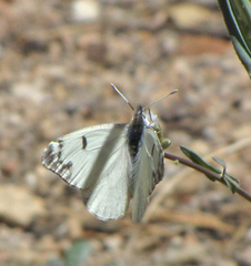 Anthocharis lanceolata