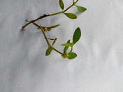 Alternanthera sessilis