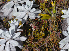 Gaultheria colensoi