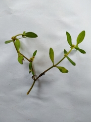 Alternanthera sessilis